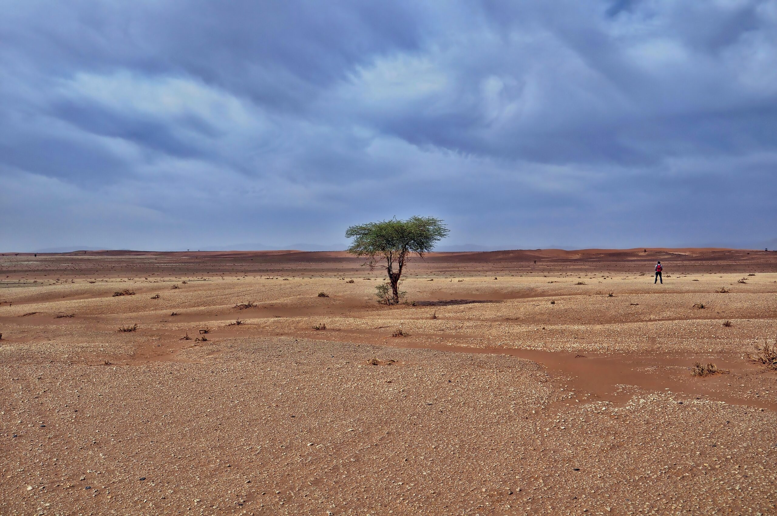 arbre solitaire dans une zone desertique sous le ciel nuageux a couper le souffle pendant la journee scaled