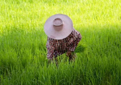 depositphotos_558323402-stock-photo-asian-farmer-harvesting-rice-fields depositphotos 558323402 stock photo asian farmer harvesting rice fields