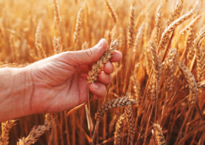 Farmer examining ripe ear of wheat in field before the harvest, selective focus istockphoto 1673457545 612x612 1