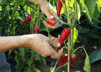 piment-eb121005-019-l790-h0.jpg piment eb121005 019 l790 h0.jpg